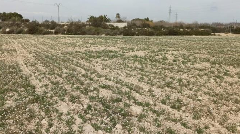 Alicante - Elche - 13700m2