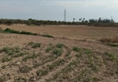 Parcel·la urbanitzable en venda a la España, Elx, ref.: TR130707 foto