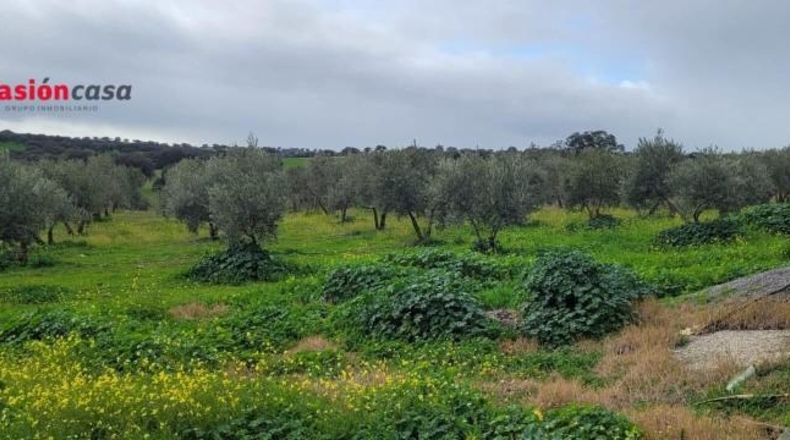 Córdoba - El Viso - 33400m2