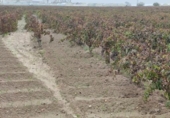 Terreny no urbanitzable en venda a la España, Sanlúcar de Barrameda, ref.: TR125402 foto