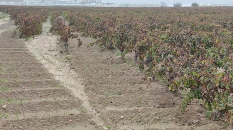 Cádiz - Sanlúcar de Barrameda - 23760m2