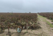Terreny no urbanitzable en venda a la España, Sanlúcar de Barrameda, ref.: TR125402 foto