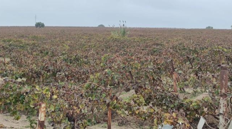 Cádiz - Sanlúcar de Barrameda - 23760m2
