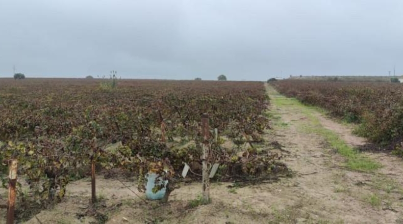 Cádiz - Sanlúcar de Barrameda - 23760m2