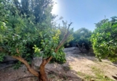 Casa de campo con terreno en venta en la España, Murcia, ref: TR166251 foto
