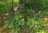 Non-developable land for sale on España, Valdemorillo, ref: TR372493 photo