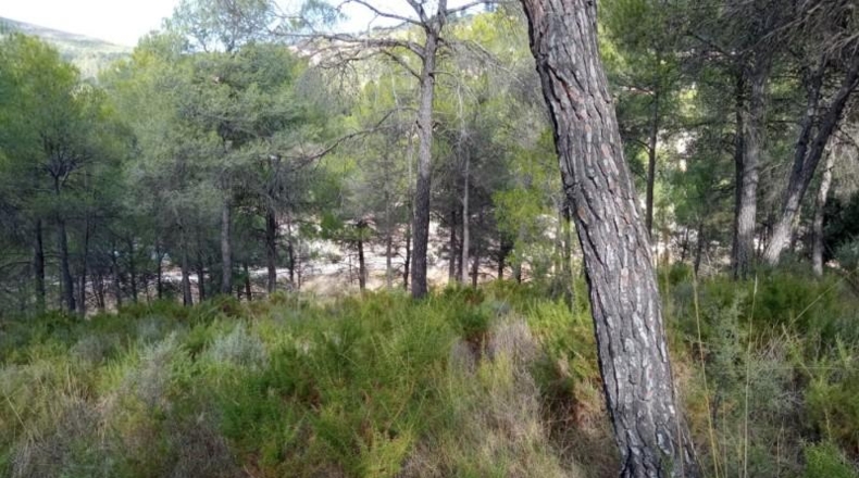 Alicante - Alcoy - 5000m2
