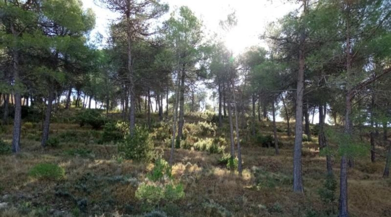 Alicante - Alcoy - 5000m2
