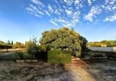 Detached villa with land for sale on España, Ontinyent, ref: TR347092 photo