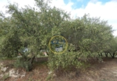 Detached villa with land for sale on España, Ontinyent, ref: TR348803 photo