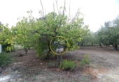 Detached villa with land for sale on España, Ontinyent, ref: TR348803 photo
