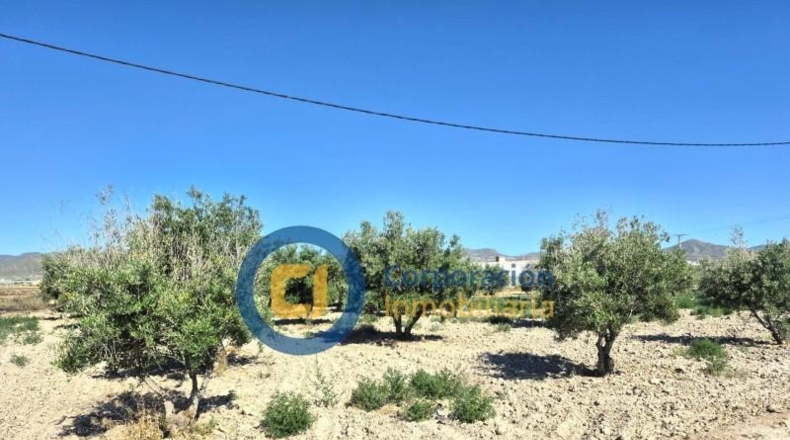 Murcia - Lorca - 28000m2