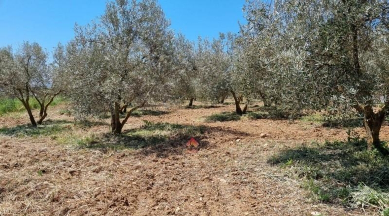 Málaga - Ronda - 16450m2
