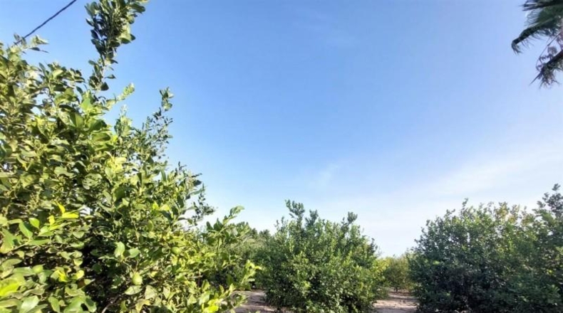 Alicante - Elche - 26356m2