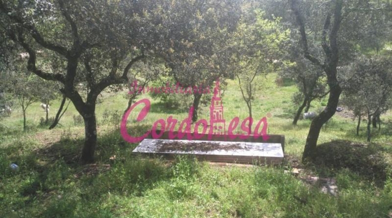 Córdoba - Obejo - 6000m2