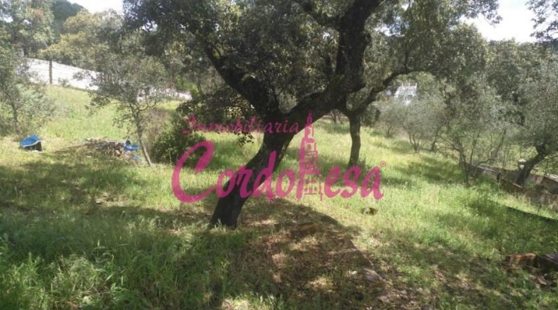 Córdoba - Obejo - 6000m2