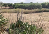 Non-developable land for sale on España, Pineda de Mar, ref: TR123640 photo