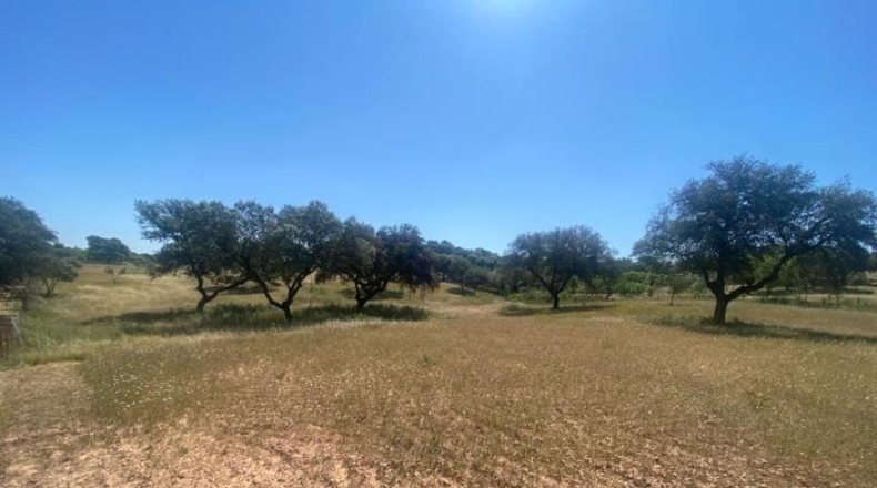 Badajoz - Badajoz - 10000m2