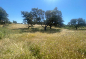 Non-developable land for sale on España, Badajoz, ref: TR117584 photo
