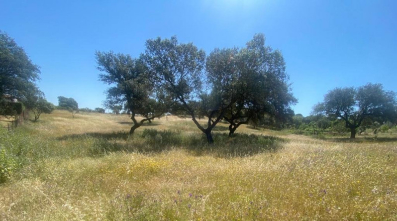 Badajoz - Badajoz - 10000m2