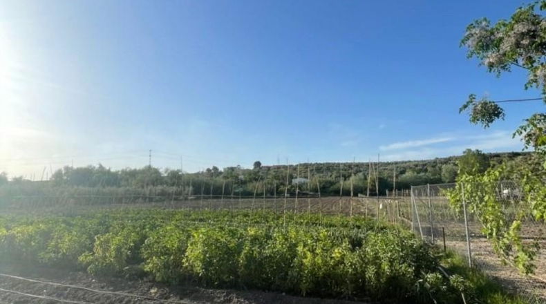 Córdoba - Cabra - 6400m2