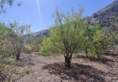 Non-developable land for sale on España, Santa Brígida, ref: TR132368 photo