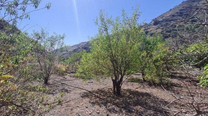 Las Palmas - Santa Brígida - 11429m2