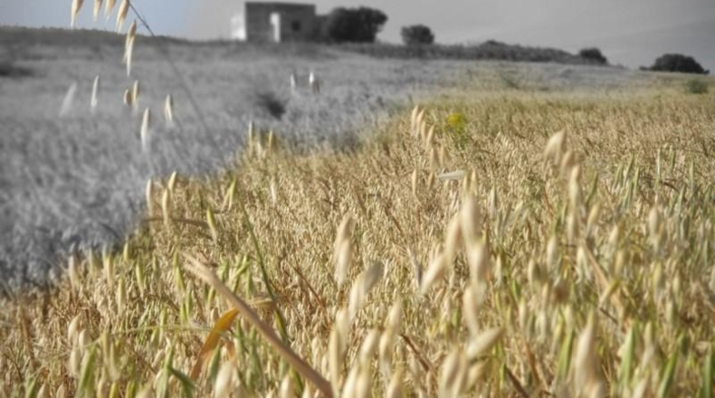 Cadiz - Medina Sidonia - 62500m2