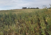 Rural estate for sale on España, Medina Sidonia, ref: TR294112 photo