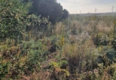 Rural estate for sale on España, Medina Sidonia, ref: TR294112 photo