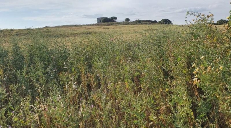Cadiz - Medina Sidonia - 62500m2
