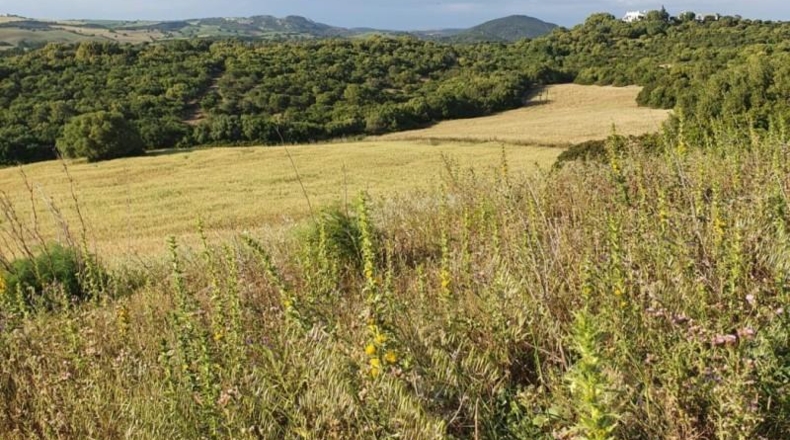 Cadiz - Medina Sidonia - 62500m2
