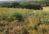 Rural estate for sale on España, Medina Sidonia, ref: TR294112 photo