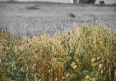 Rural estate for sale on España, Medina Sidonia, ref: TR294112 photo
