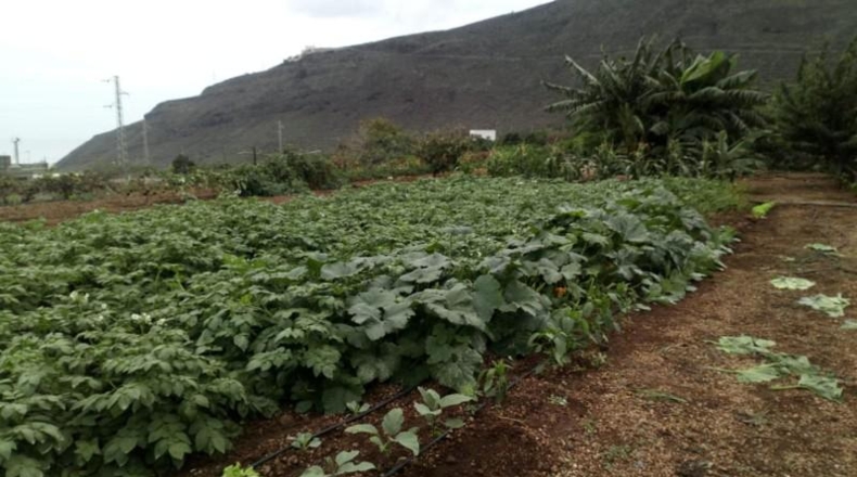 Santa Creu de Tenerife - Güímar - 5000m2