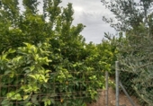 Finca rústica en venda a la España, Cartagena, ref.: TR367210 foto
