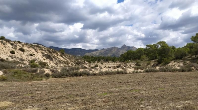 Alicante - Petrer - 100000m2