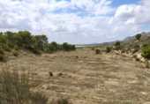 Terreny no urbanitzable en venda a la España, Petrer, ref.: TR131722 foto