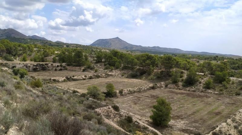 Alicante - Petrer - 100000m2