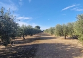 Casa de camp amb terreny en venda a la España, Matola, ref.: TR221599 foto
