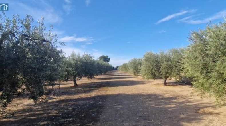 Alicante - Elx - 1851m2
