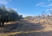 Casa de camp amb terreny en venda a la España, Matola, ref.: TR221599 foto
