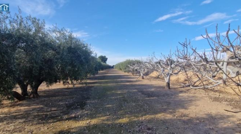Alicante - Elx - 1851m2