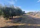 Casa de camp amb terreny en venda a la España, Matola, ref.: TR221599 foto
