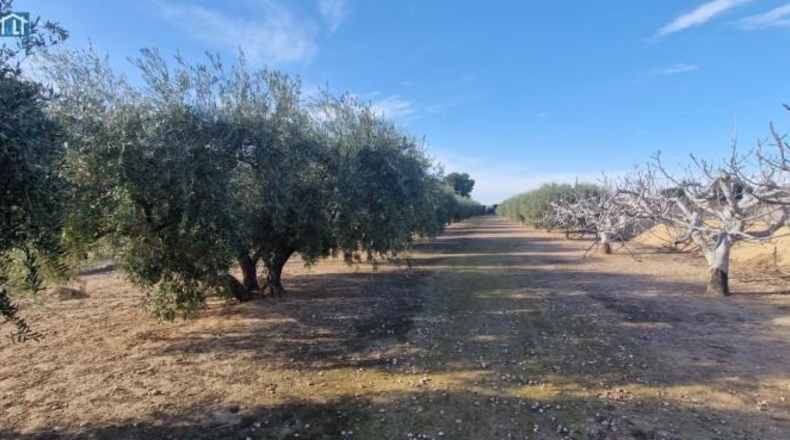 Alicante - Elx - 1851m2