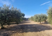 Casa de camp amb terreny en venda a la España, Matola, ref.: TR221599 foto