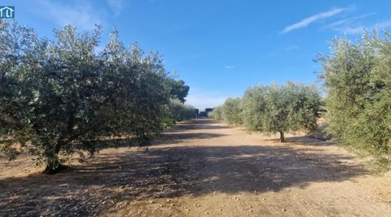 Alicante - Elx - 1851m2