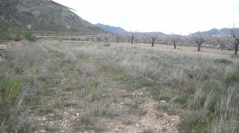 Alicante - Hondón de las Nieves - 40600m2