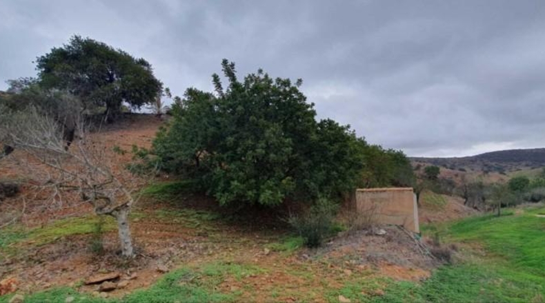 Málaga - Cártama - 23500m2