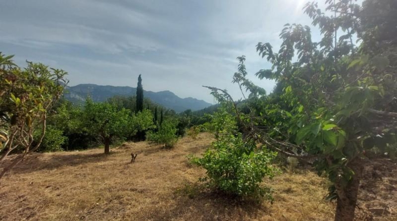 Tarragona - Tivissa - 27228m2